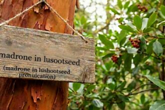 madrone in lushootseed pronunciation