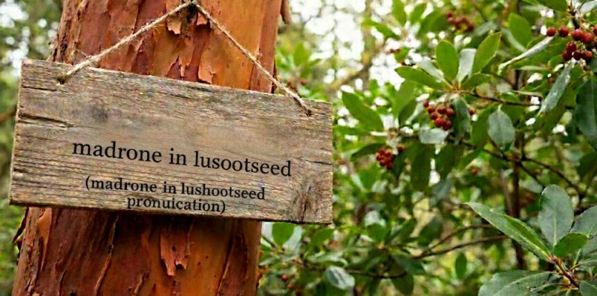 madrone in lushootseed pronunciation