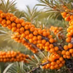 ракитовица